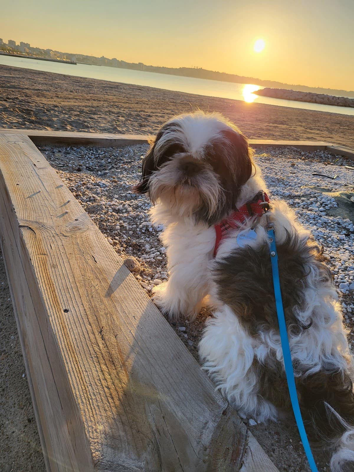 DESTEL. -  PLANÈTE DES SINGES